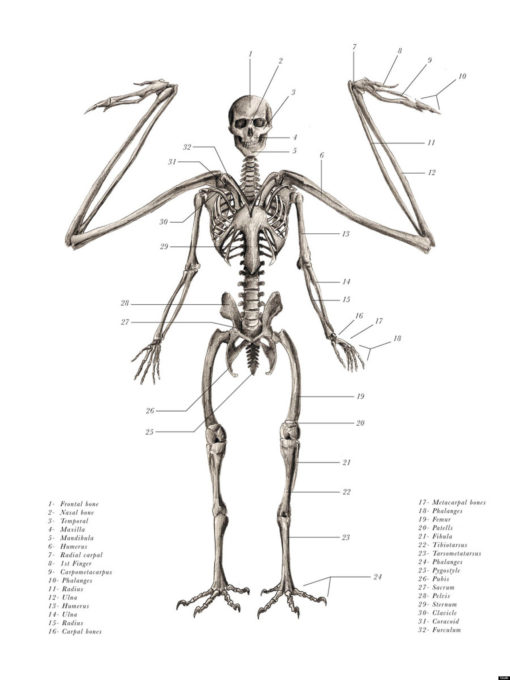 anatomical_illustrations_mythological_creatures_1