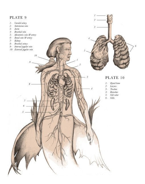 anatomical_illustrations_mythological_creatures_4