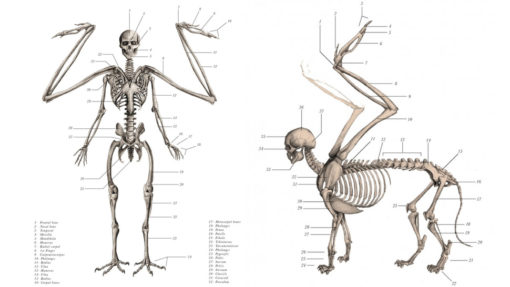 anatomical_illustrations_mythological_creatures_6