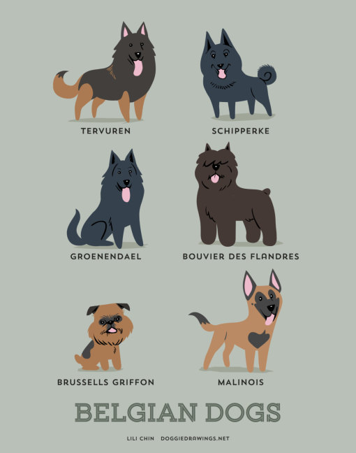 dogs_of_the_world_belgian