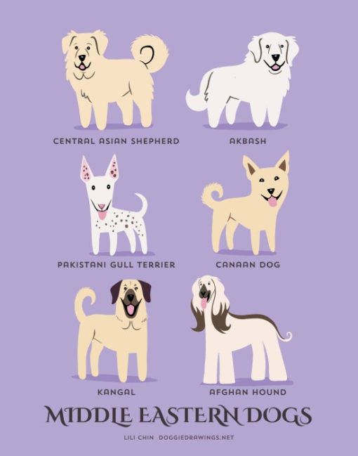 dogs_of_the_world_middle_eastern