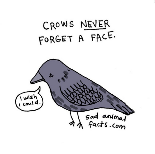 sad_animal_facts_crows