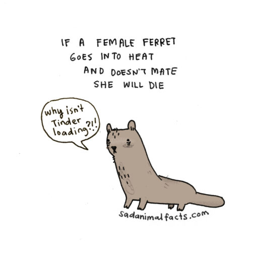 sad_animal_facts_ferrets