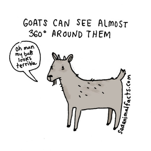 sad_animal_facts_goats