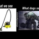What Dogs See