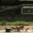 13 Dogs a-Jumpin' [Adorable GIF of the Day]
