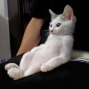 "Why do we continue to watch this?" kitten_watching_tv