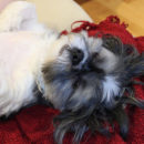 Goodbye, Comang comang3