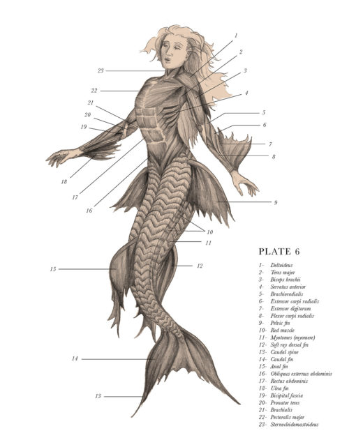 anatomical_illustrations_mythological_creatures_2