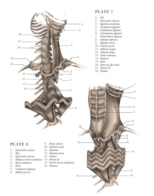 anatomical_illustrations_mythological_creatures_3