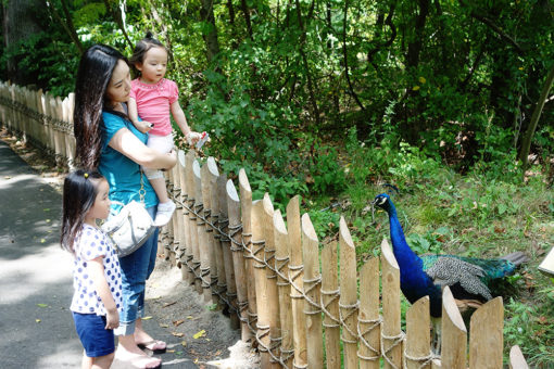 bronx_zoo_peacock