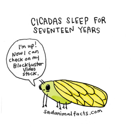 sad_animal_facts_cicadas